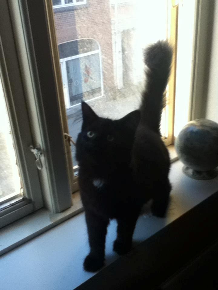 Maine Coon Lille Missen billede 18