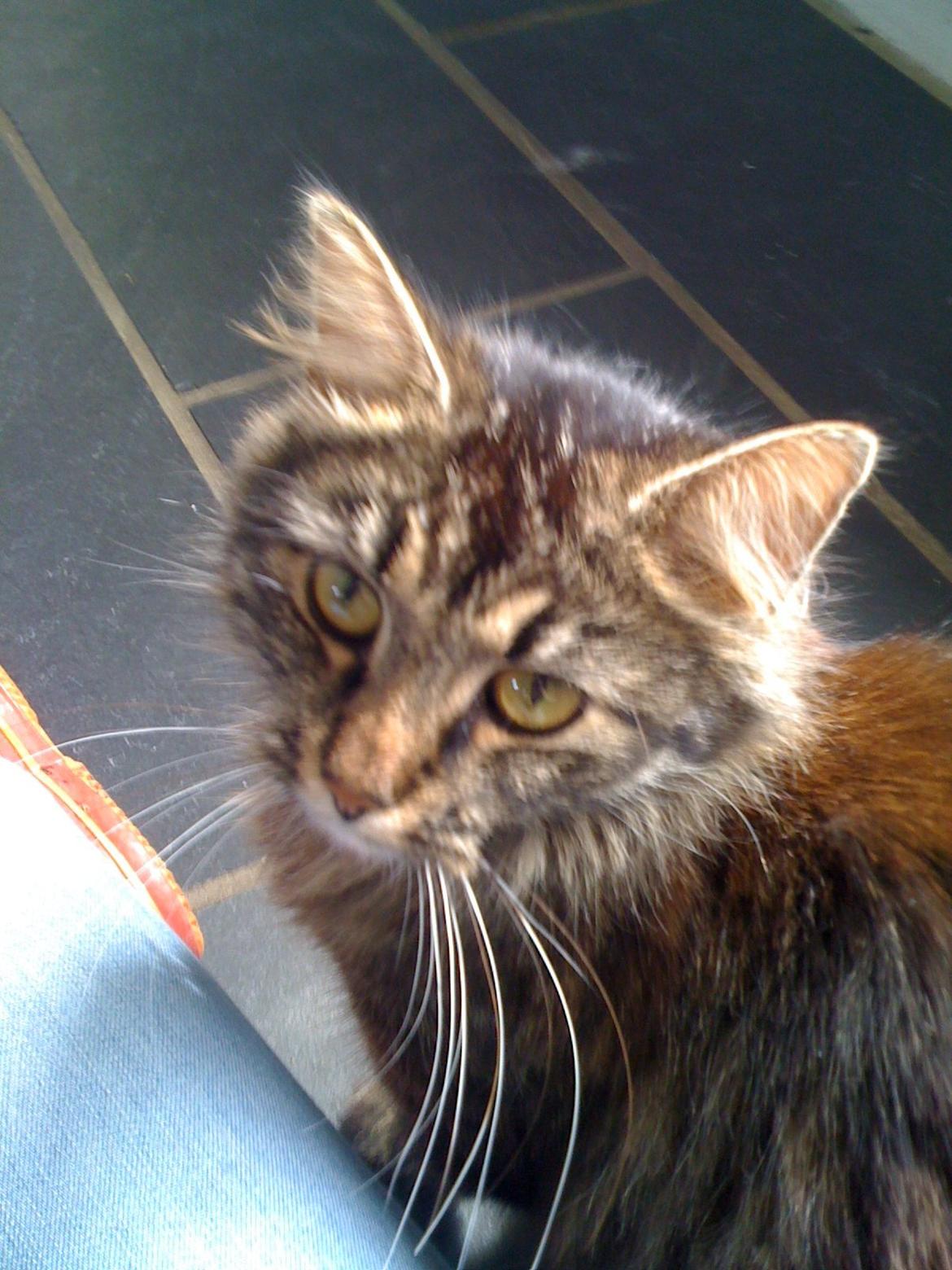 Blanding af racer Tulle billede 1