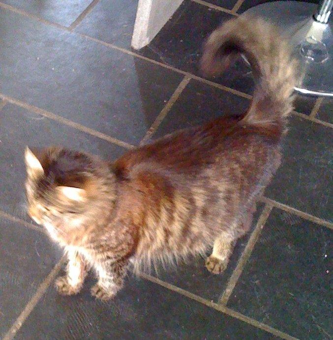 Blanding af racer Tulle billede 2