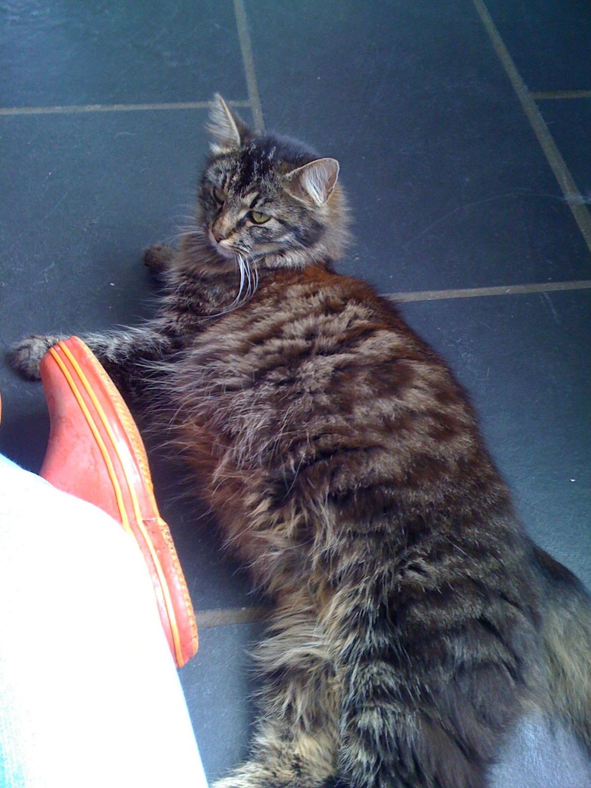 Blanding af racer Tulle billede 3