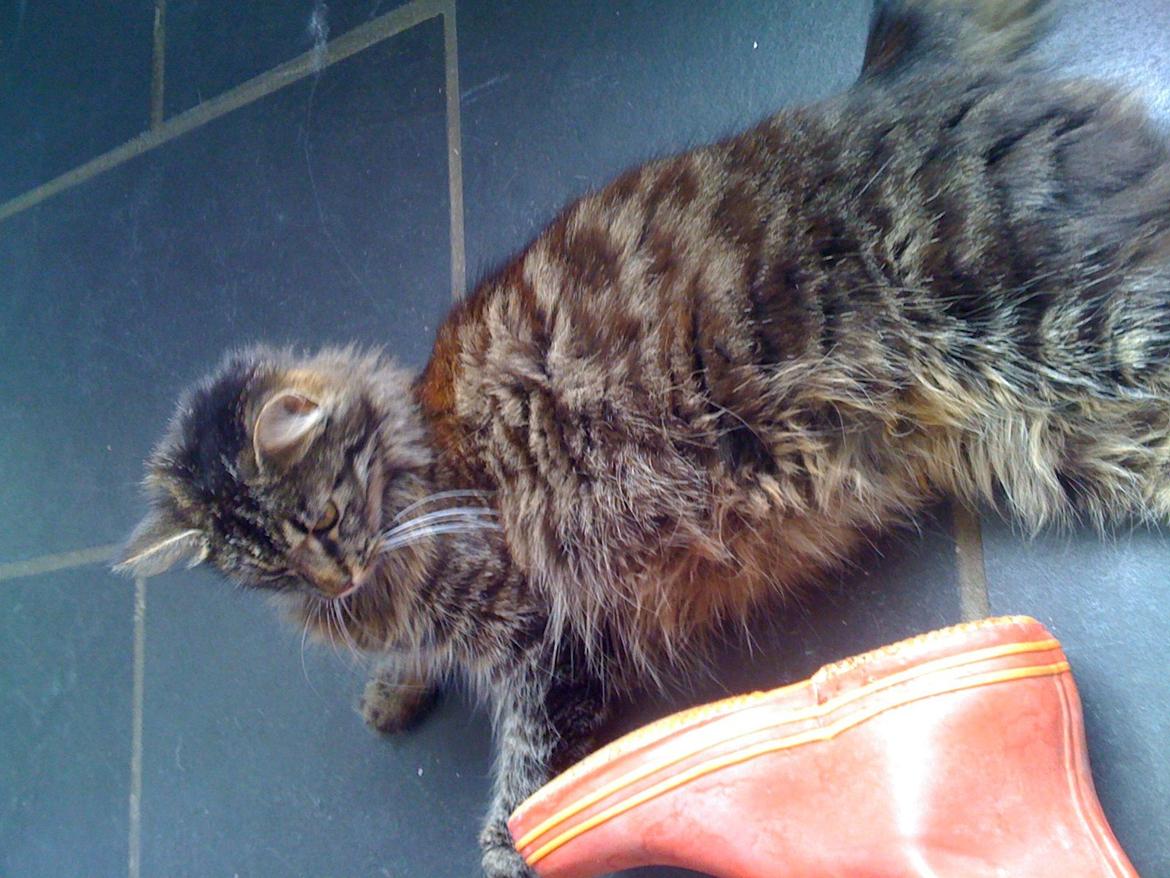 Blanding af racer Tulle billede 4