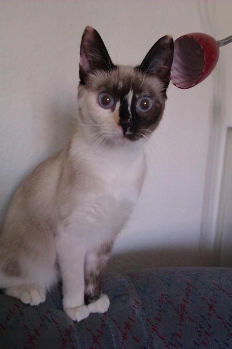 Blanding af racer Nyx - uh ser jeg ikke fin ud?? billede 3