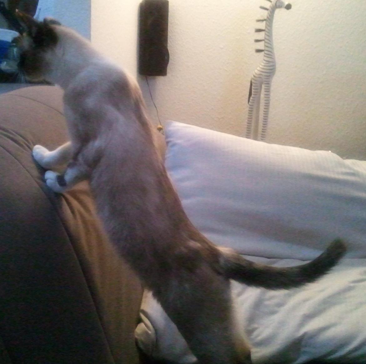 Blanding af racer Nyx - snif snif, det lugter godt heromme fra.. billede 14