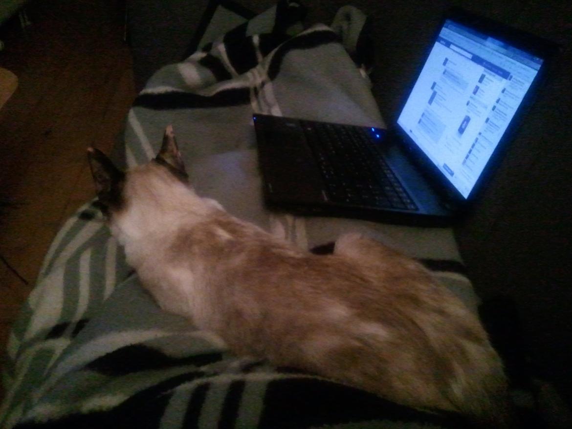 Blanding af racer Nyx - Når jeg vil kæles så SKAL jeg kæles, så væk med den com og NUS mig! billede 12