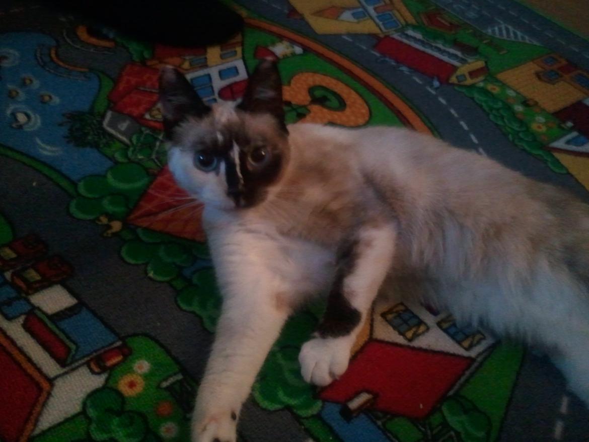 Blanding af racer Nyx billede 16