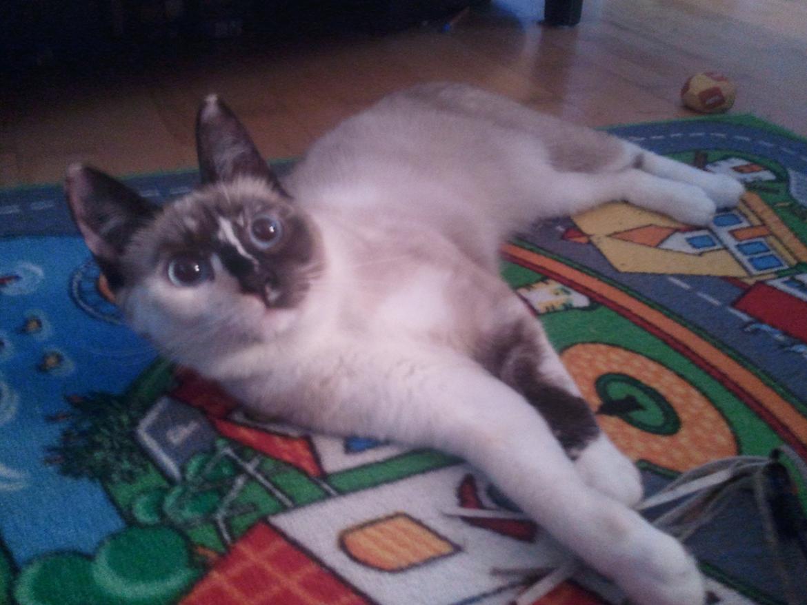 Blanding af racer Nyx billede 18