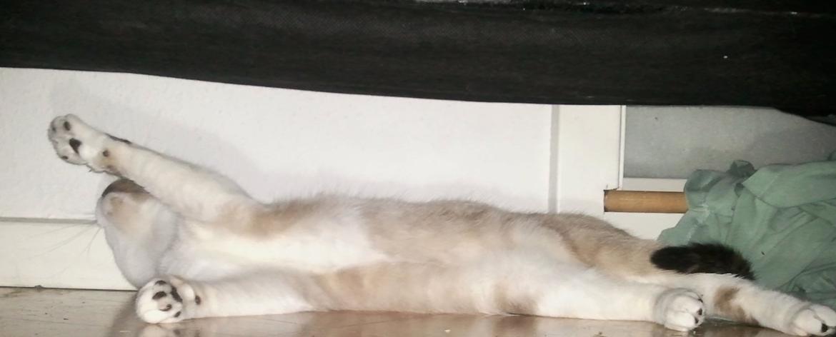 Blanding af racer Nyx billede 19