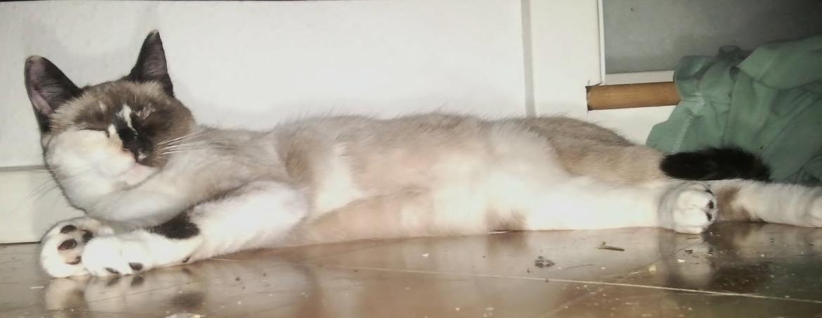 Blanding af racer Nyx billede 20