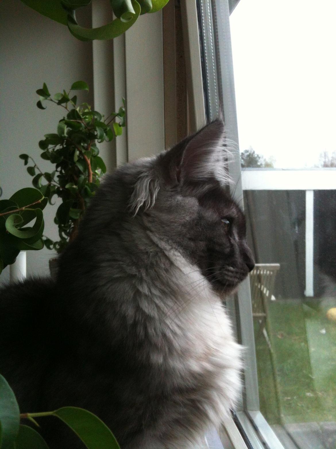 Maine Coon Aslan (Himmelkat)<3 billede 4