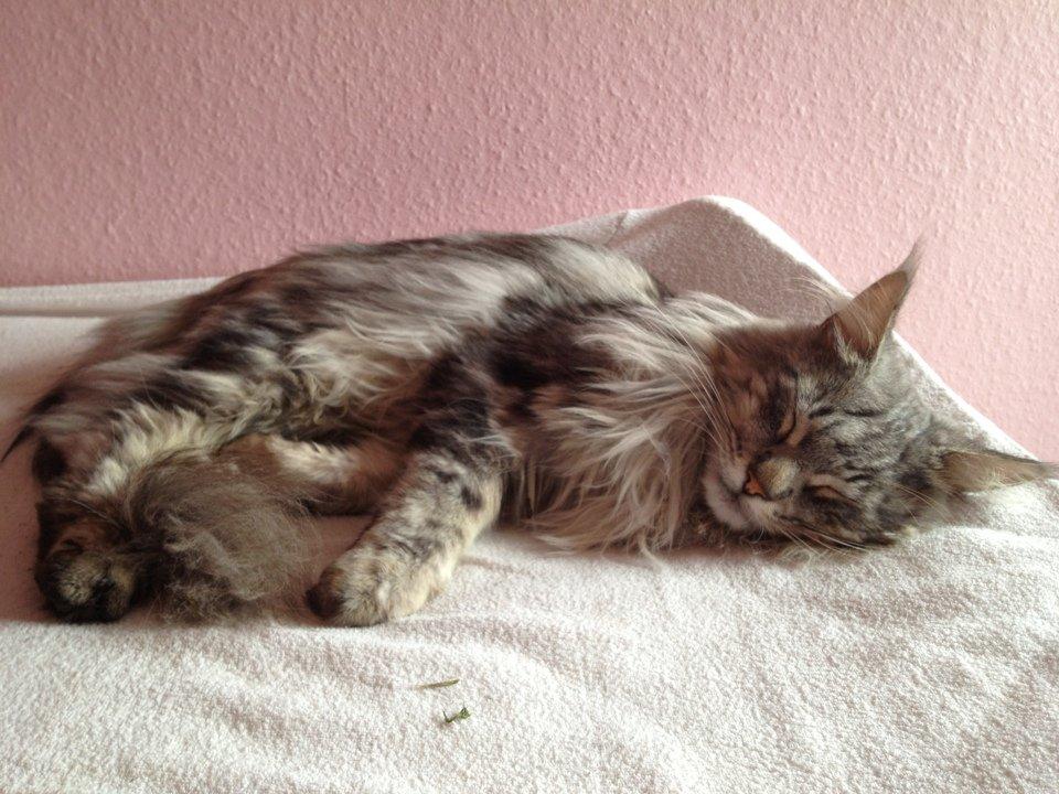 Maine Coon Baba Looey  (Louie) billede 19