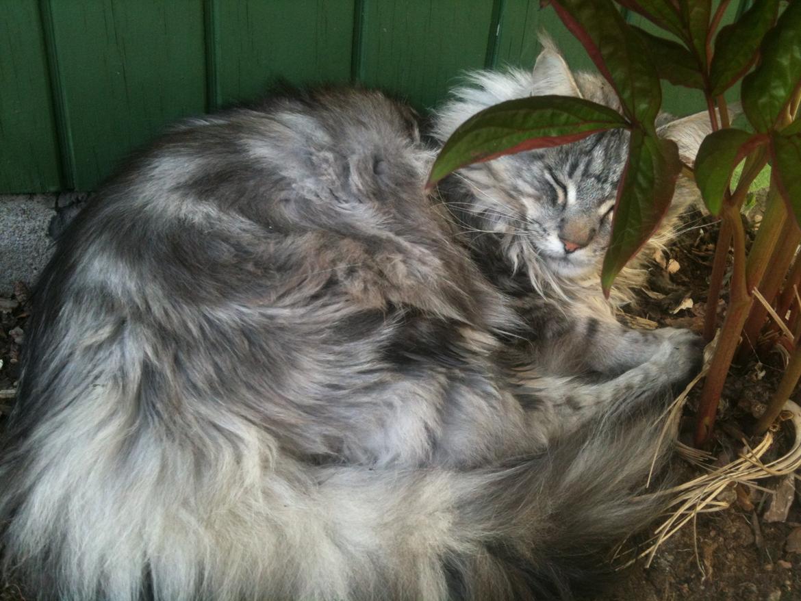 Maine Coon Baba Looey  (Louie) billede 20