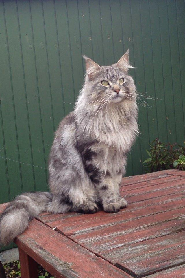 Maine Coon Baba Looey  (Louie) billede 1