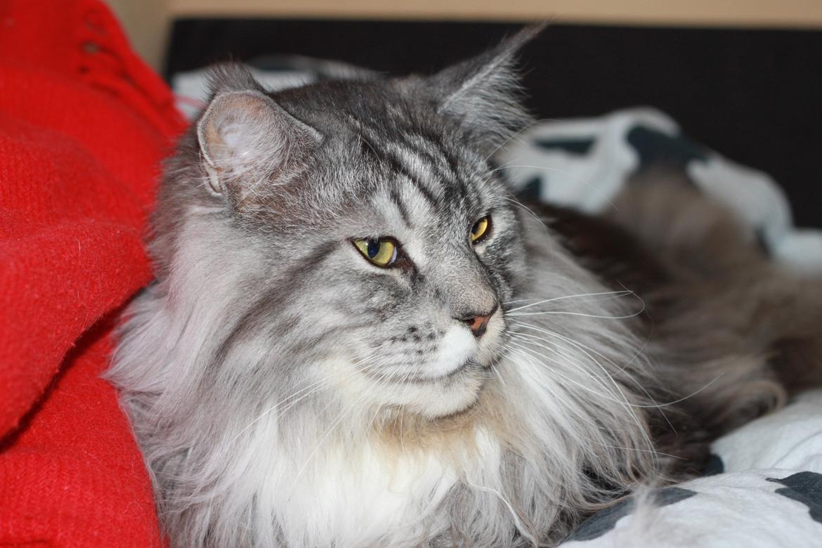 Maine Coon Lexus billede 15