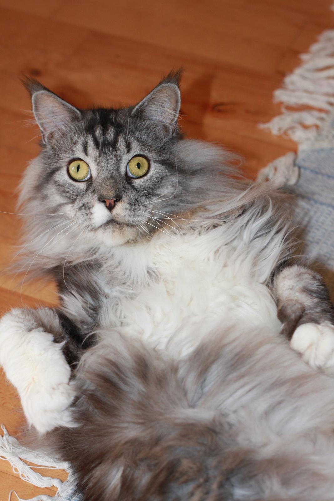 Maine Coon Lexus billede 16