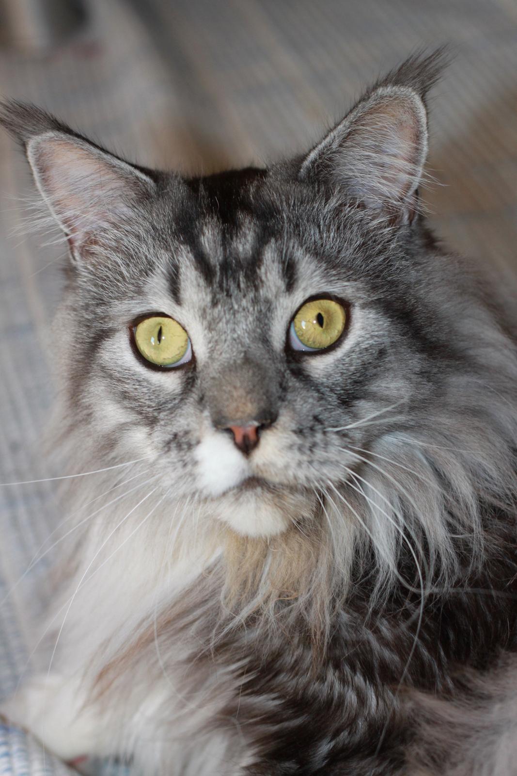 Maine Coon Lexus - Lexus 2 år billede 17