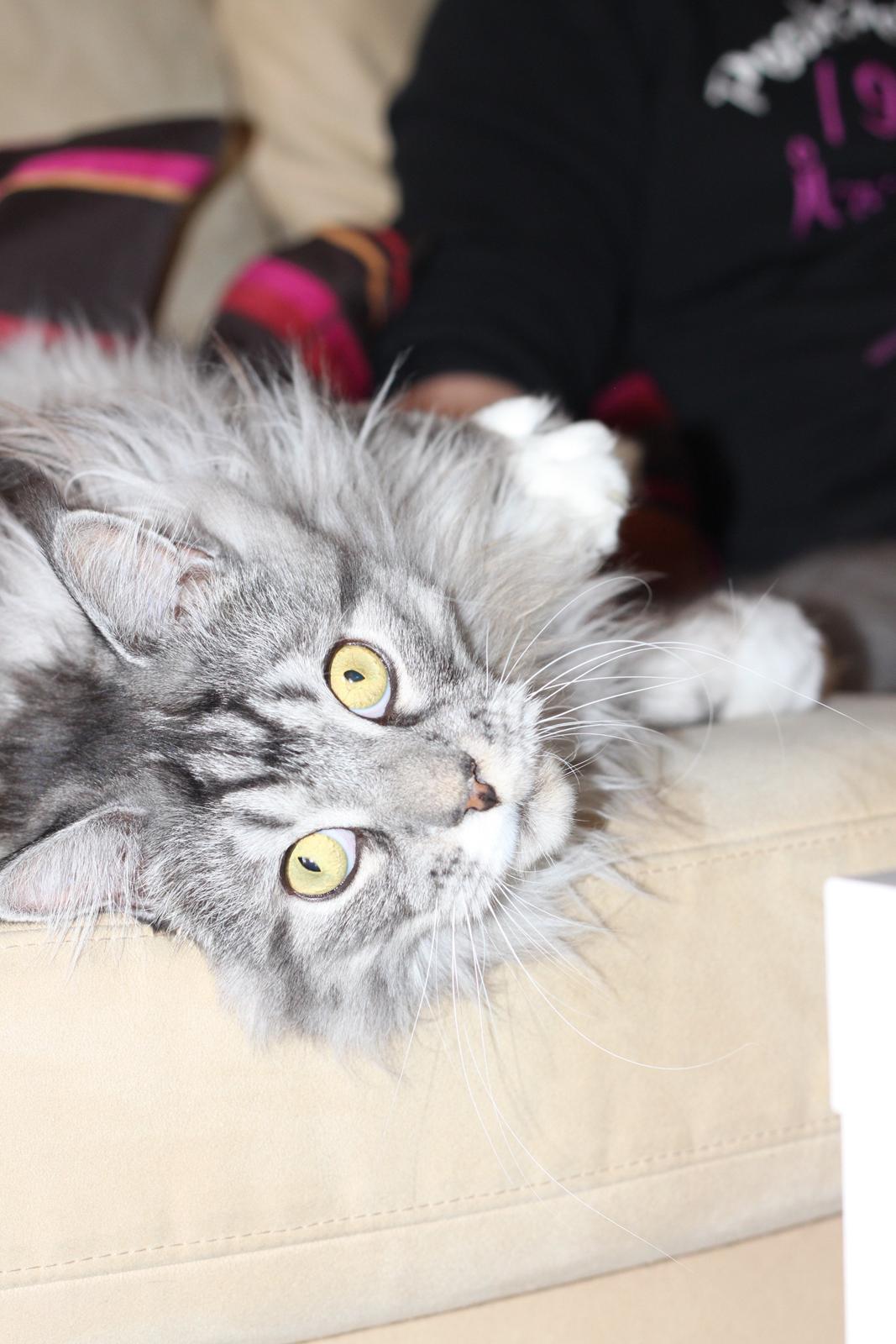 Maine Coon Lexus billede 18