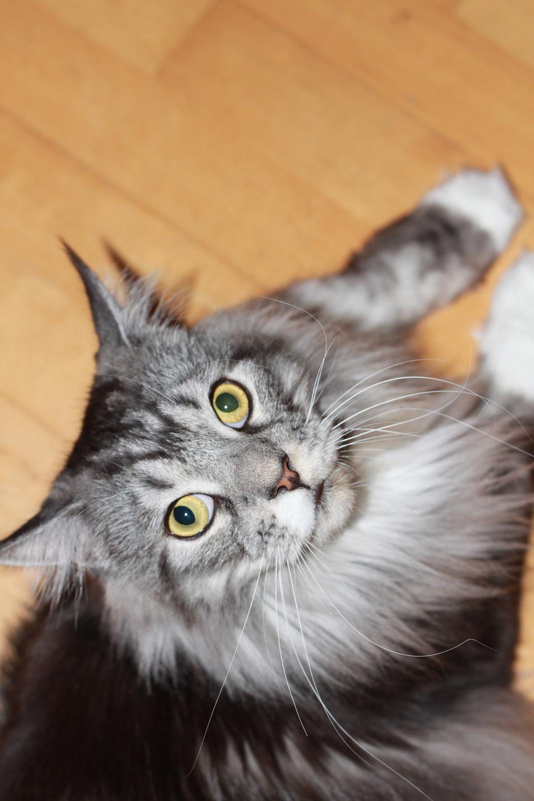 Maine Coon Lexus billede 19