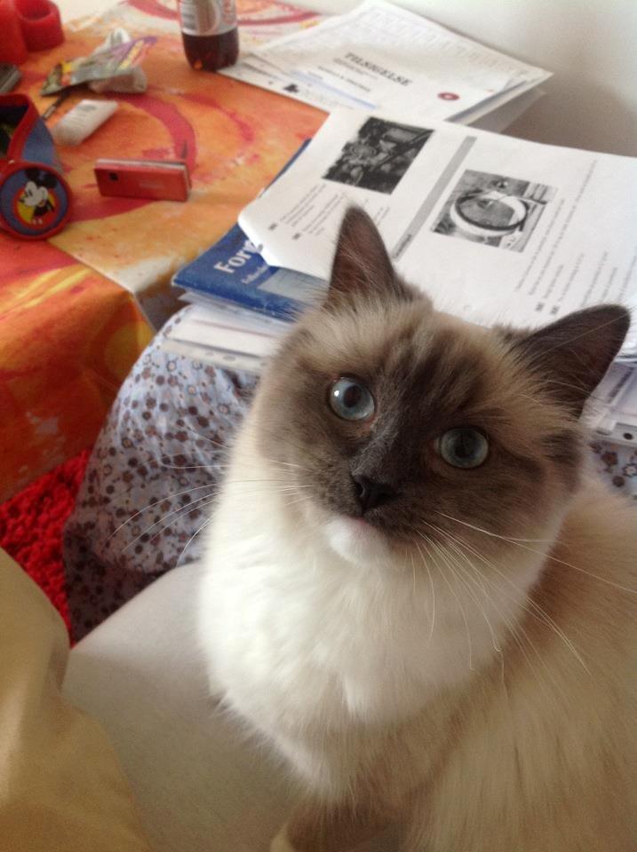 Hellig Birma Missemor billede 1