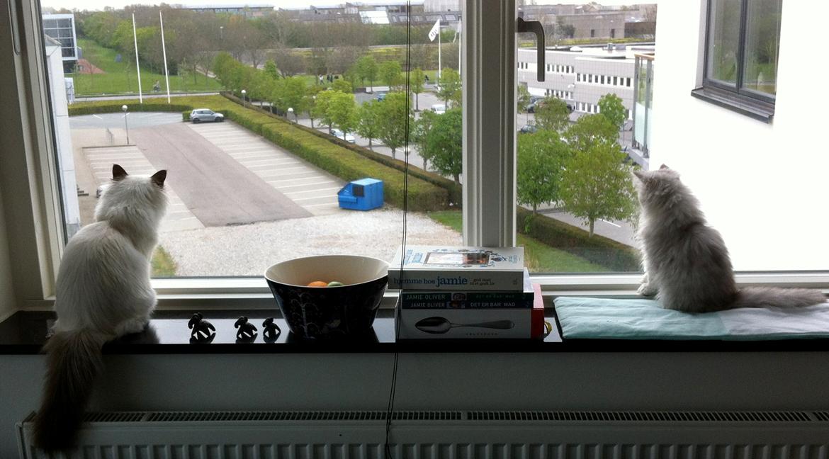 Hellig Birma Chicabee Viva la Vida billede 4