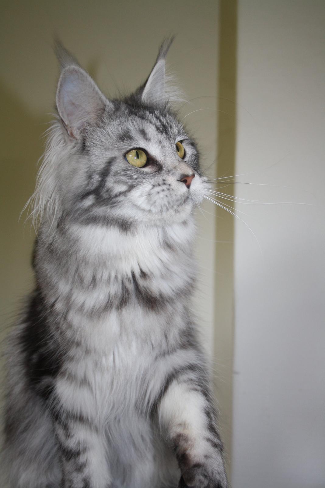 Maine Coon Sunways Madam Mim 7/8 - nyt maj 2012 billede 20