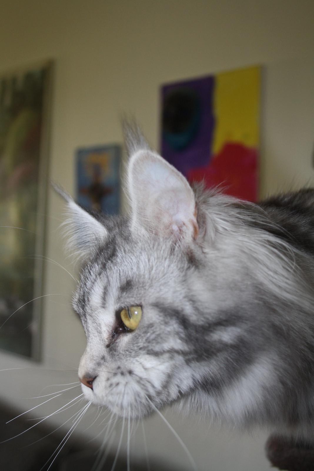 Maine Coon Sunways Madam Mim 7/8 - nyt maj 2012 billede 21