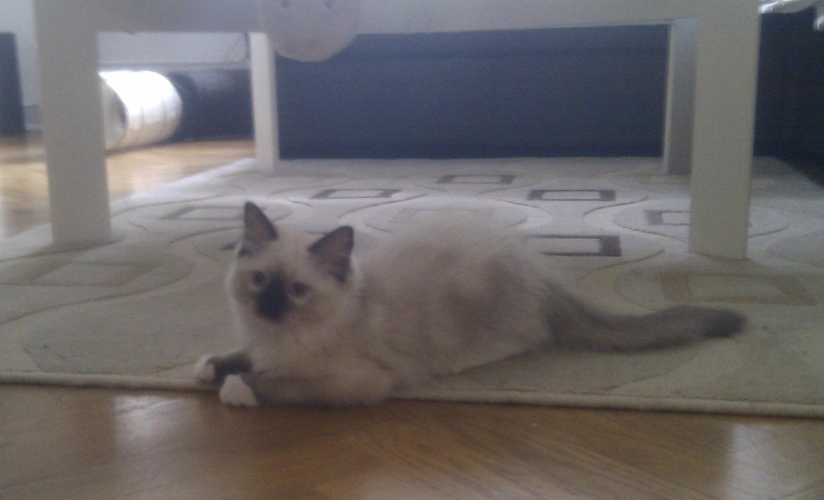 Ragdoll Mingus billede 11