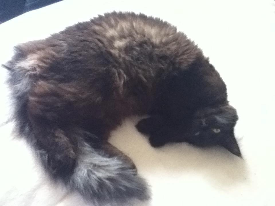 Maine Coon Lille Missen billede 19