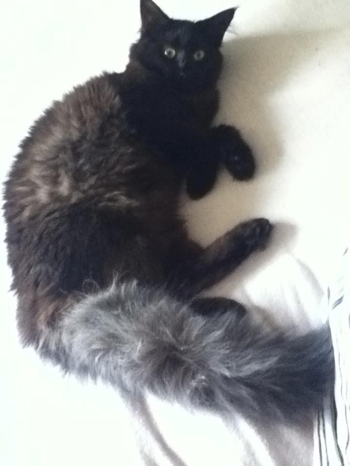 Maine Coon Lille Missen billede 20
