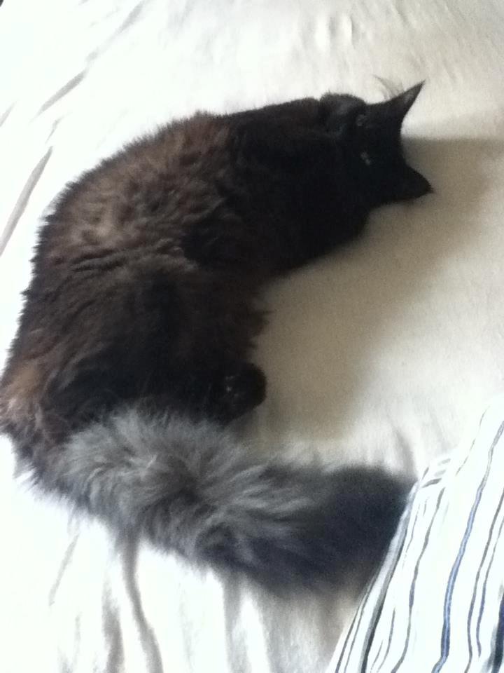 Maine Coon Lille Missen billede 1