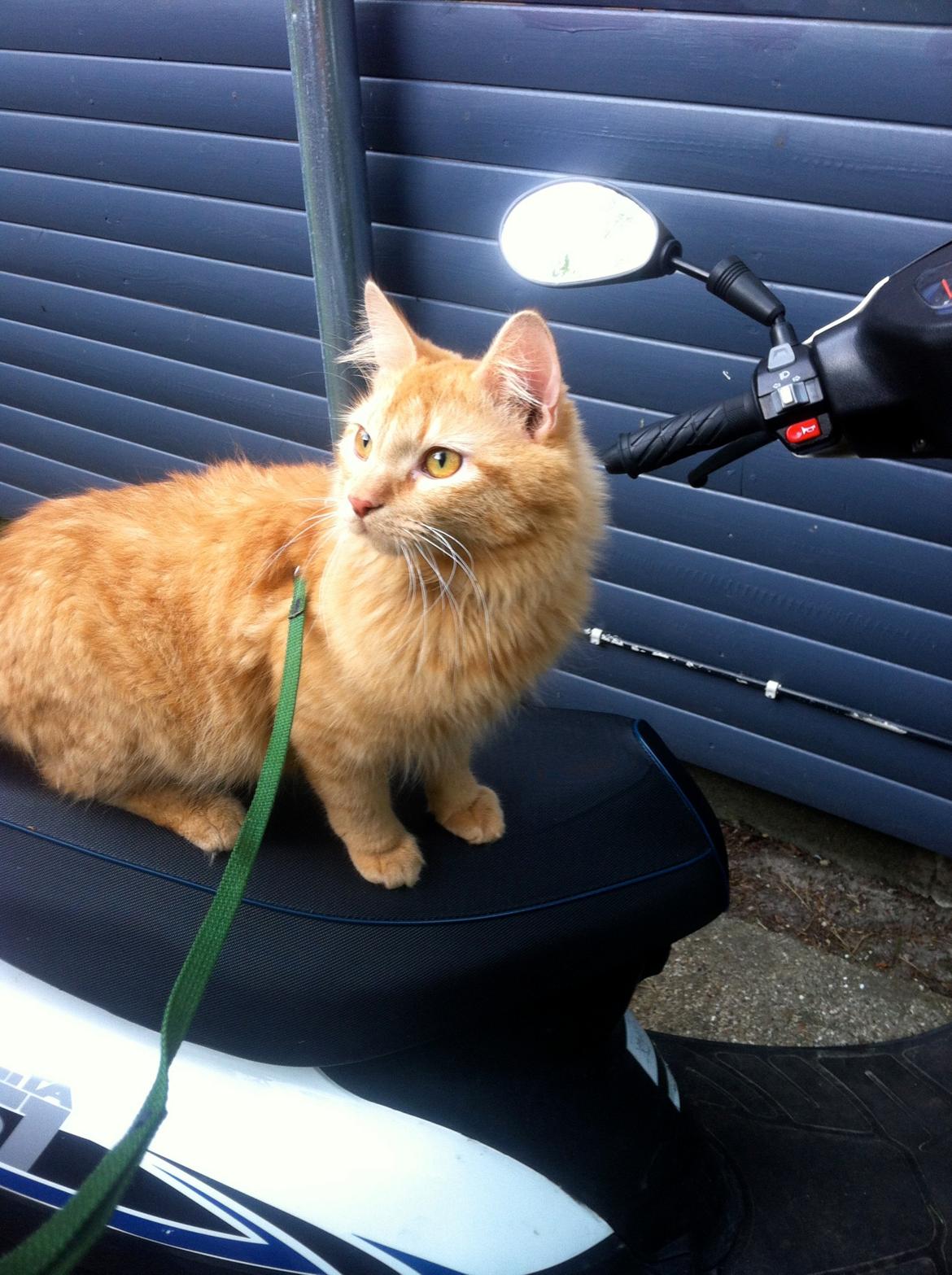 Blanding af racer Lars - Lars på mors knallert..  billede 4