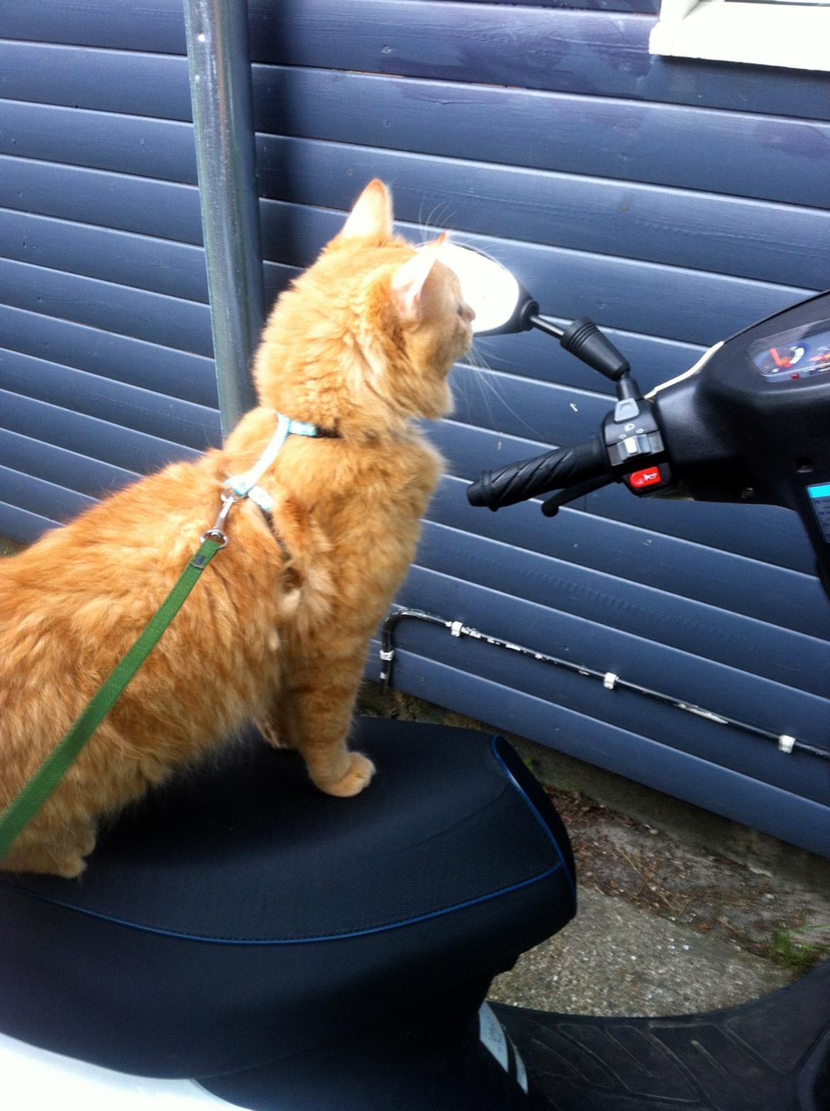 Blanding af racer Lars billede 5