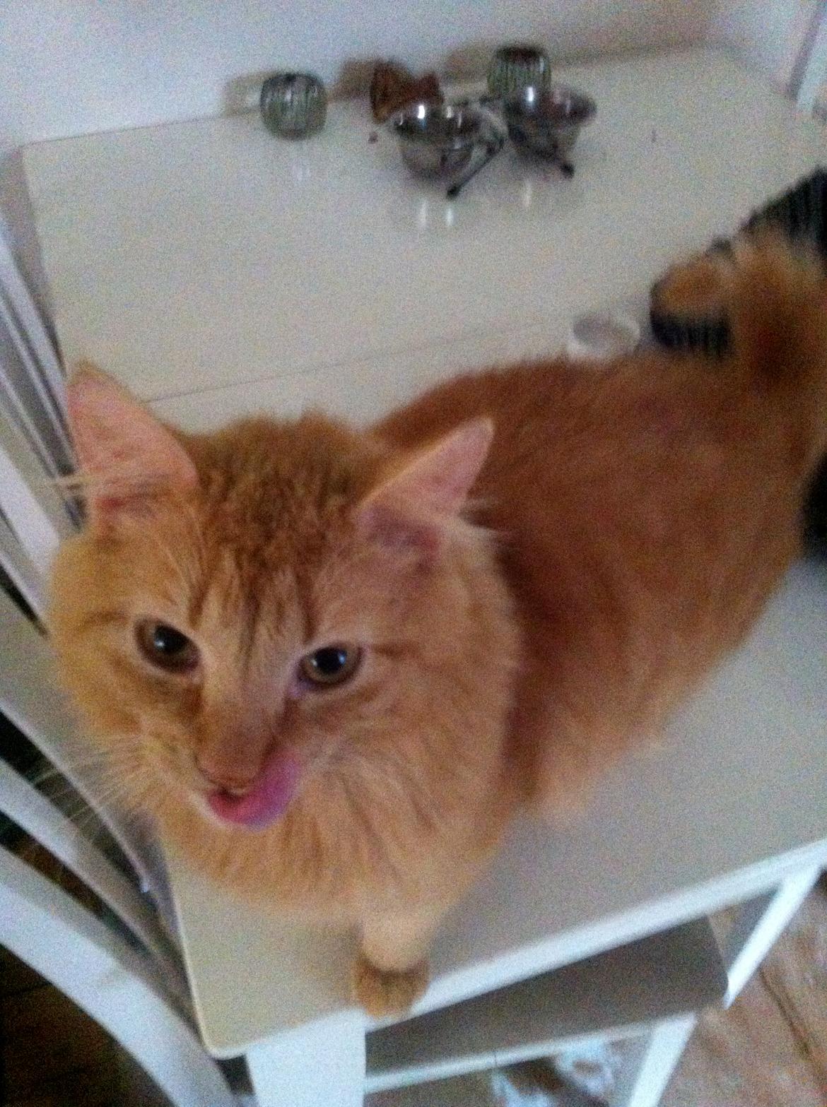 Blanding af racer Lars - Munden får sig også lige en tur, efter en god gang æg. billede 6