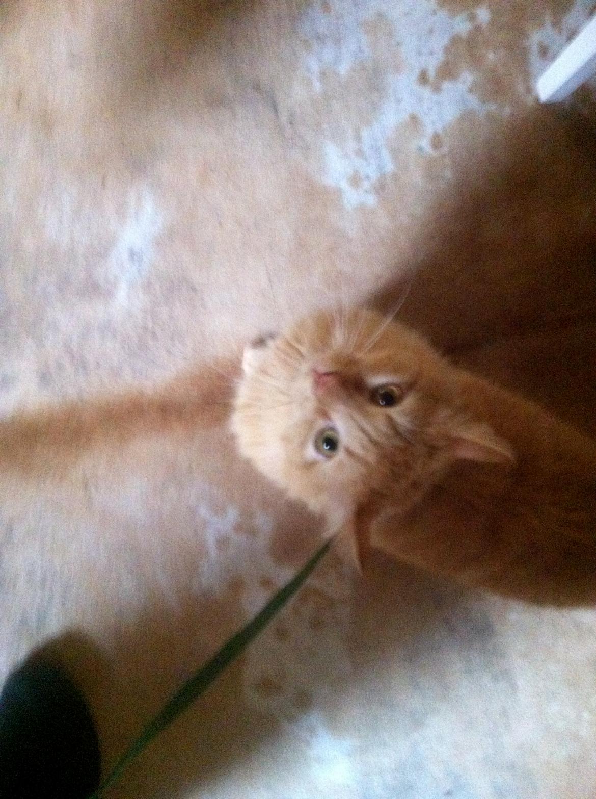 Blanding af racer Lars - Whiii så skal vi ud og gå tur :D billede 7