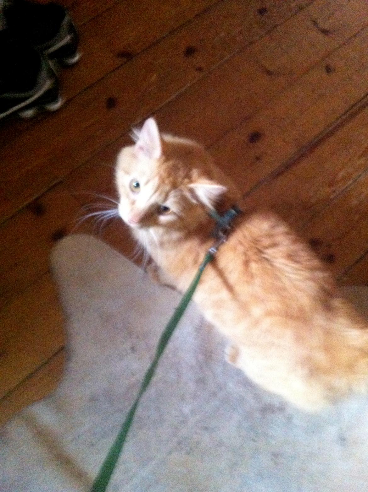 Blanding af racer Lars - Kom nu, Kom nu, Kom nu Mooaar!  billede 8