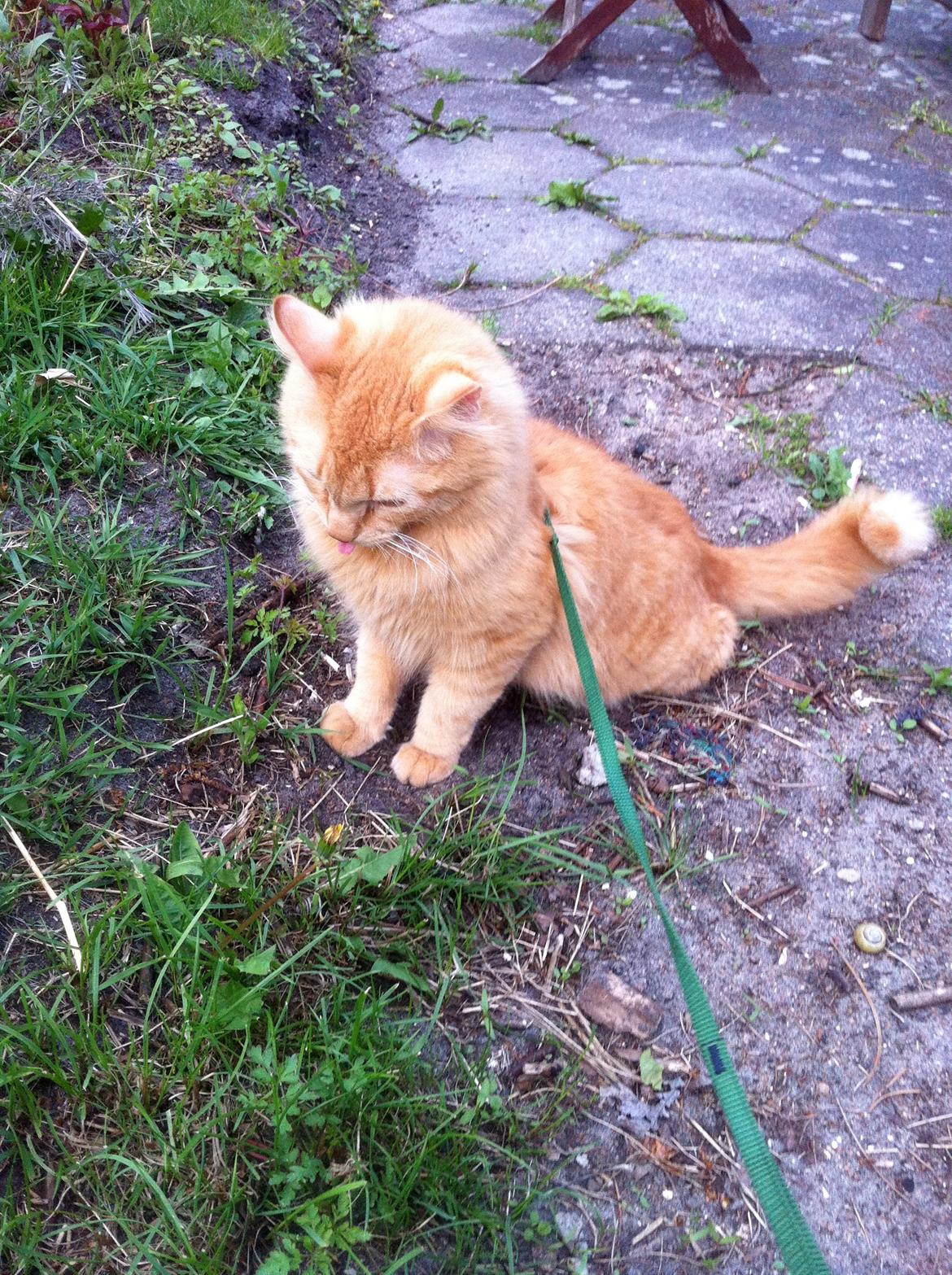 Blanding af racer Lars - What?! Hvad var det? billede 9