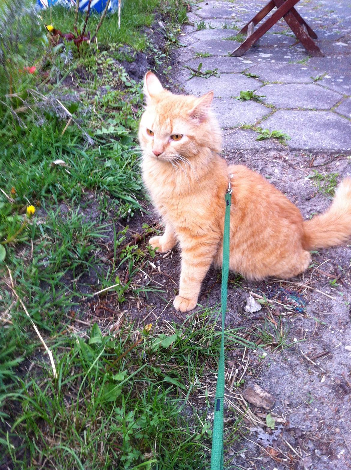 Blanding af racer Lars - Oh og hvad var det for noget? billede 10