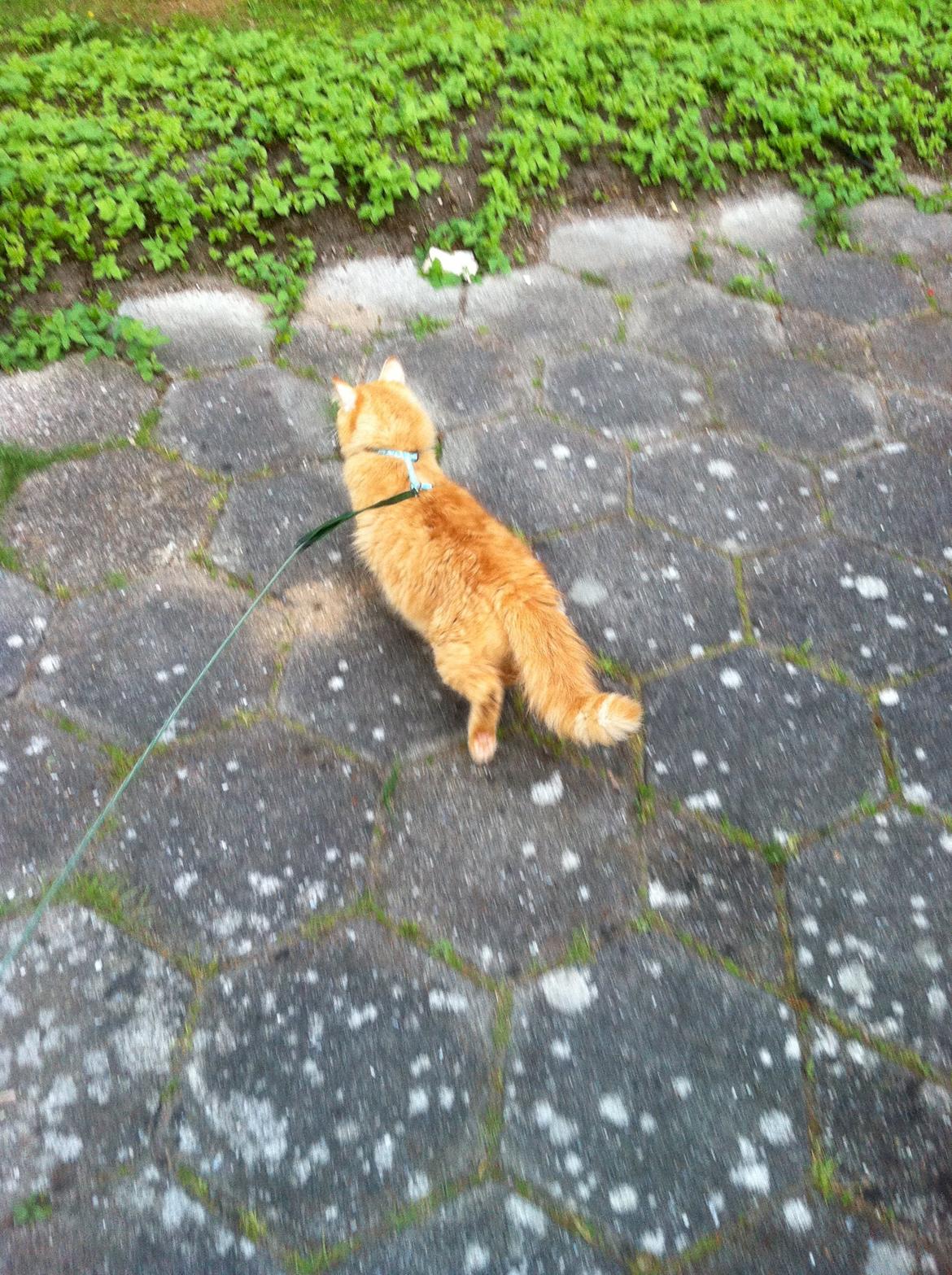 Blanding af racer Lars - Lars tager flugten.... billede 11