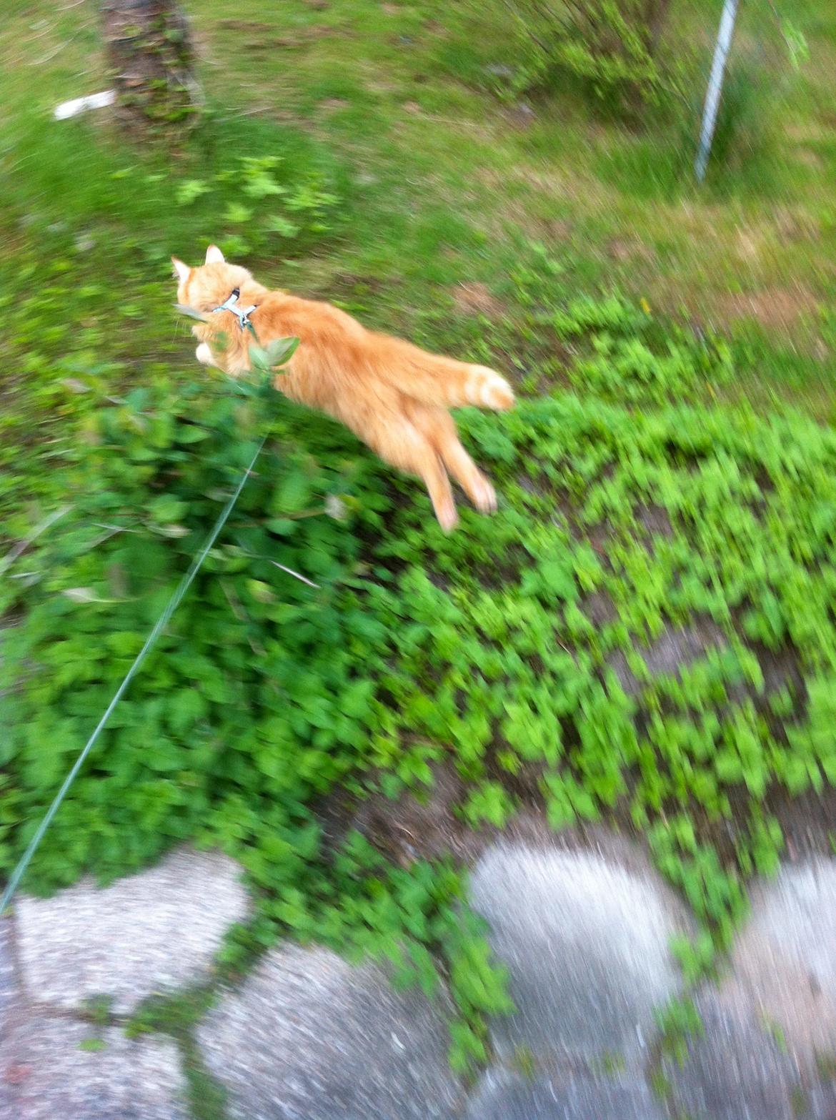 Blanding af racer Lars - Red dig selv mor... billede 12