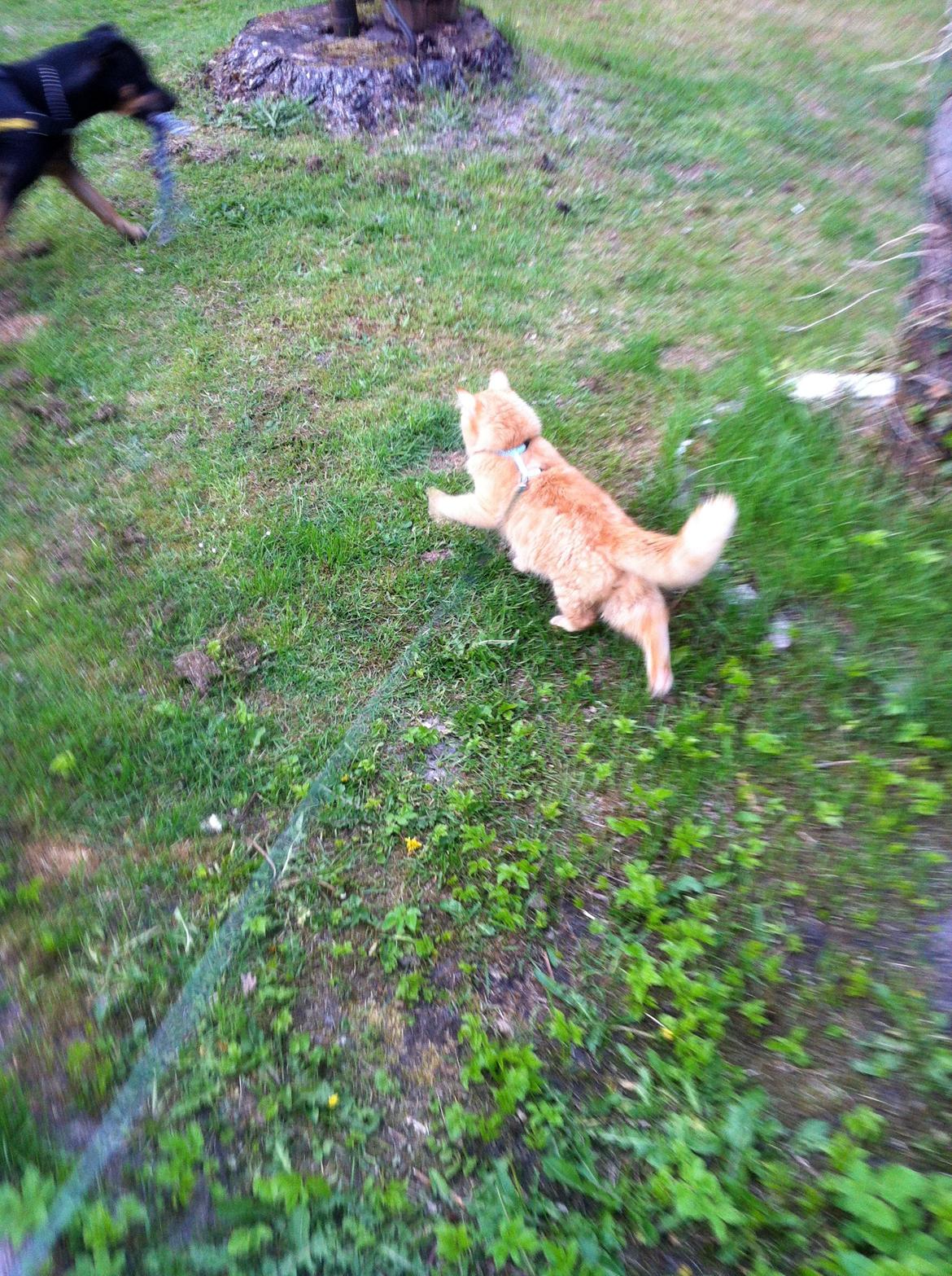 Blanding af racer Lars - Jeg tager tøsen, så tager du far..  billede 13