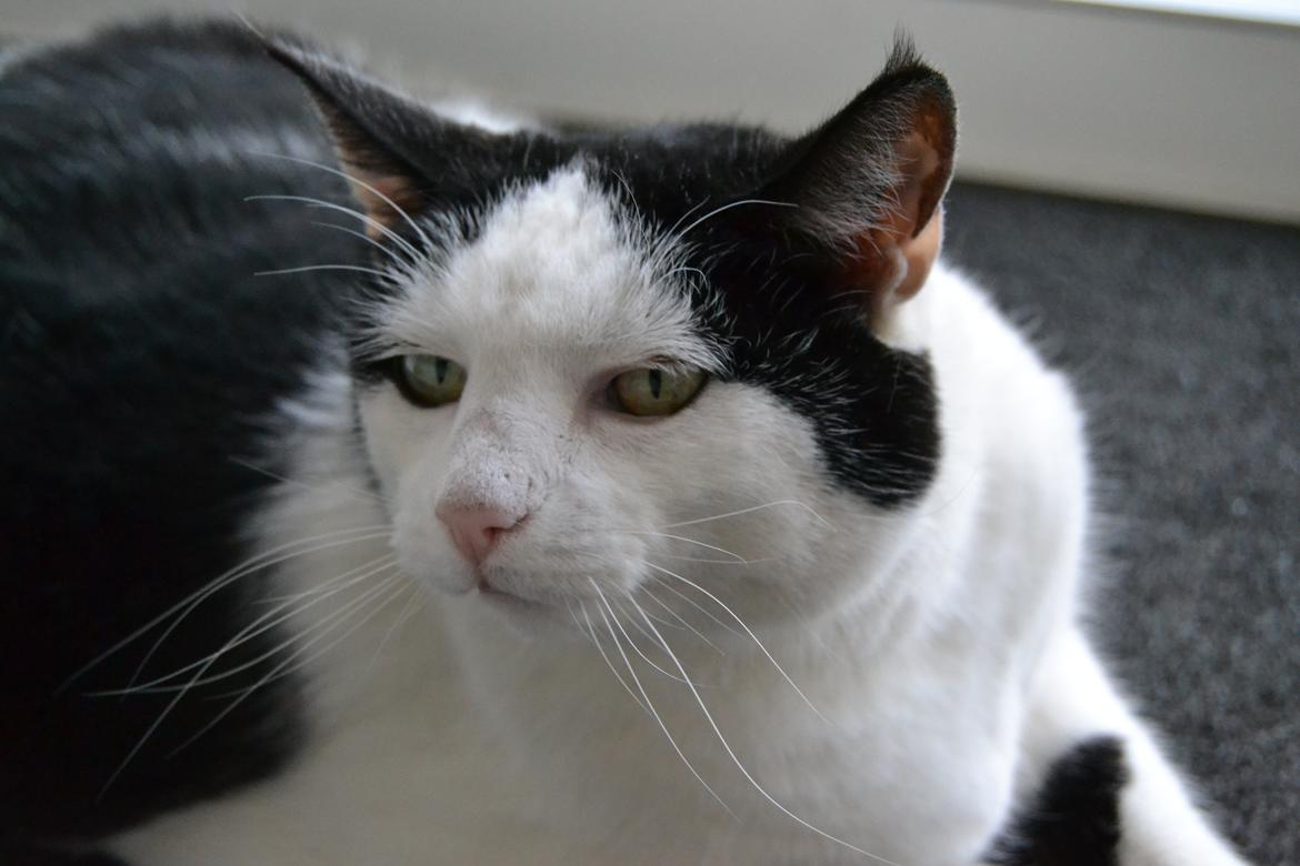 Huskat Plet billede 14