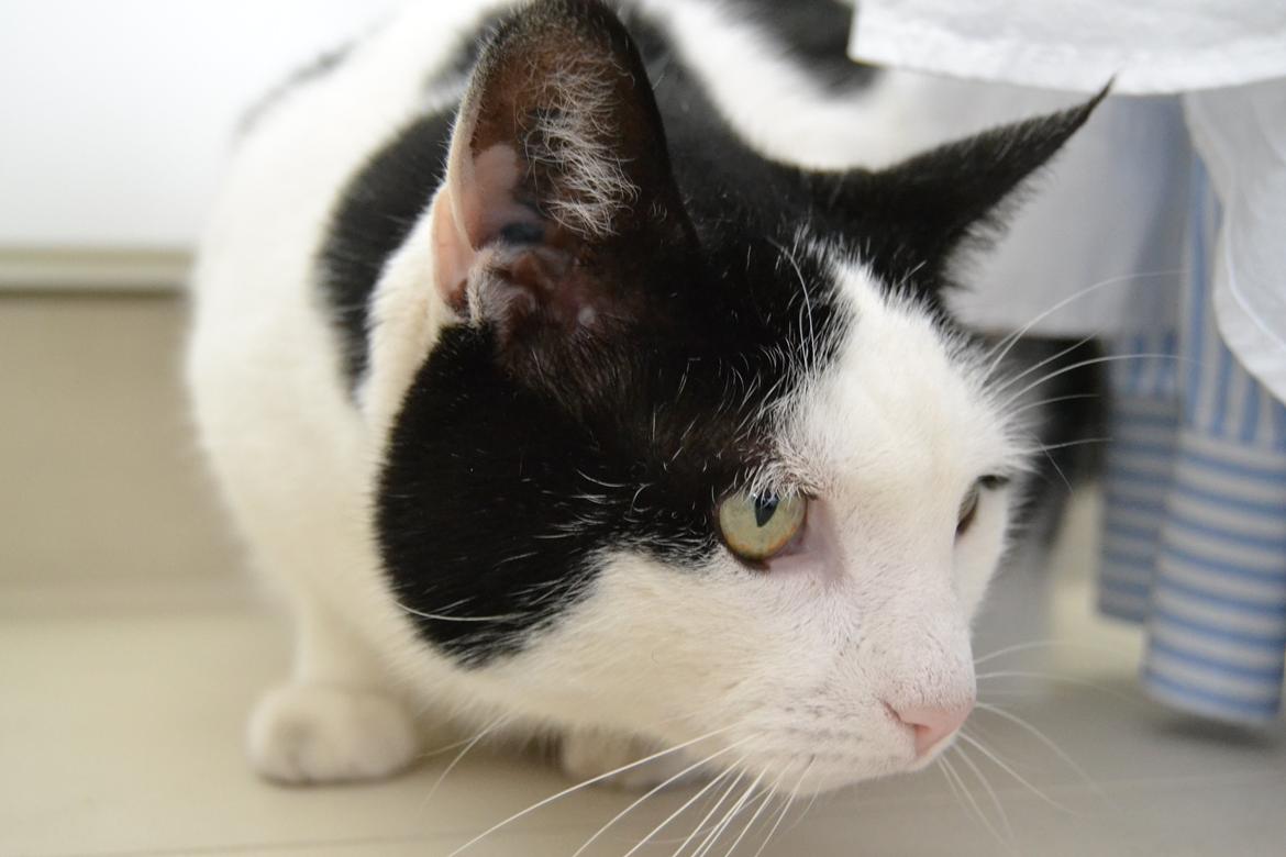 Huskat Plet billede 15