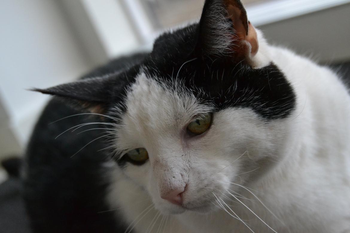 Huskat Plet billede 16