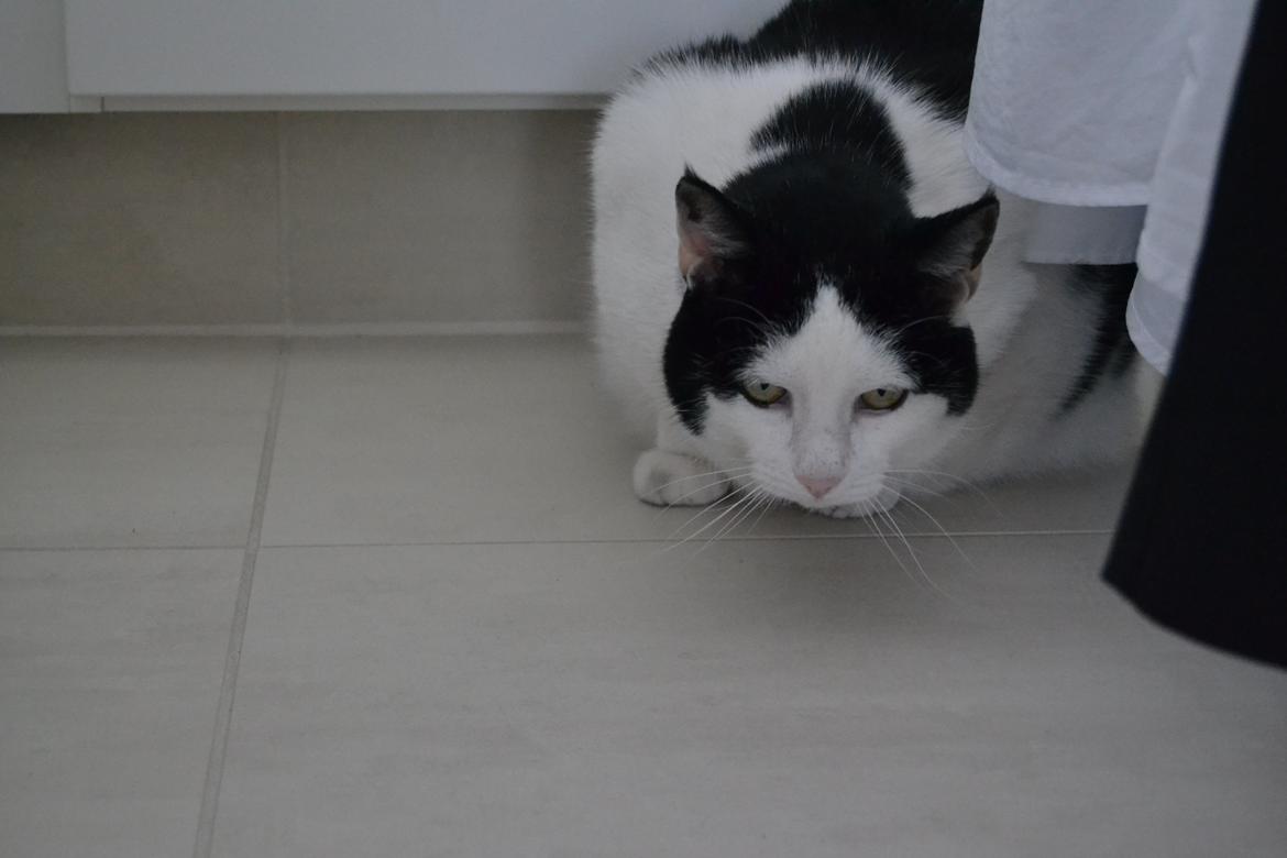 Huskat Plet billede 17