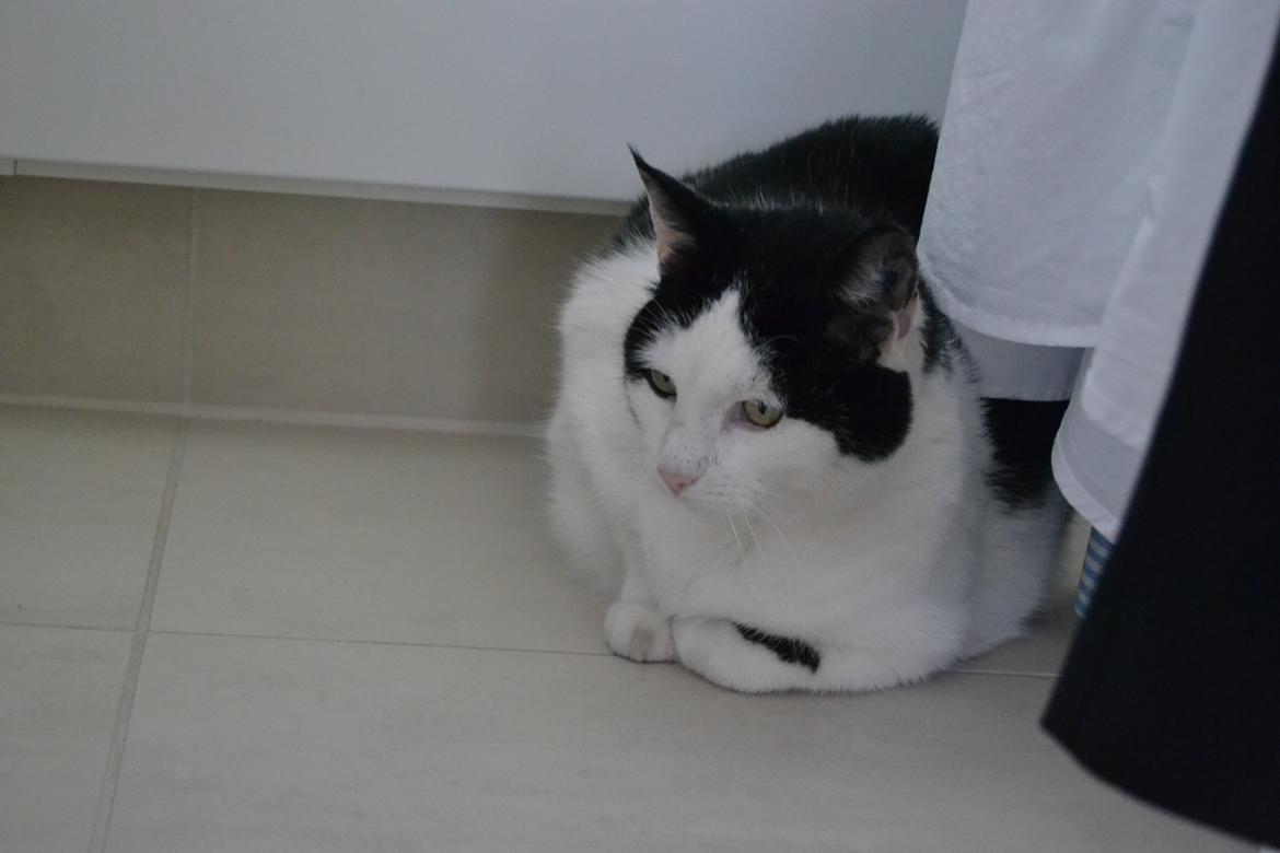 Huskat Plet billede 18