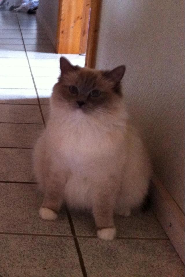 Ragdoll Merle billede 14