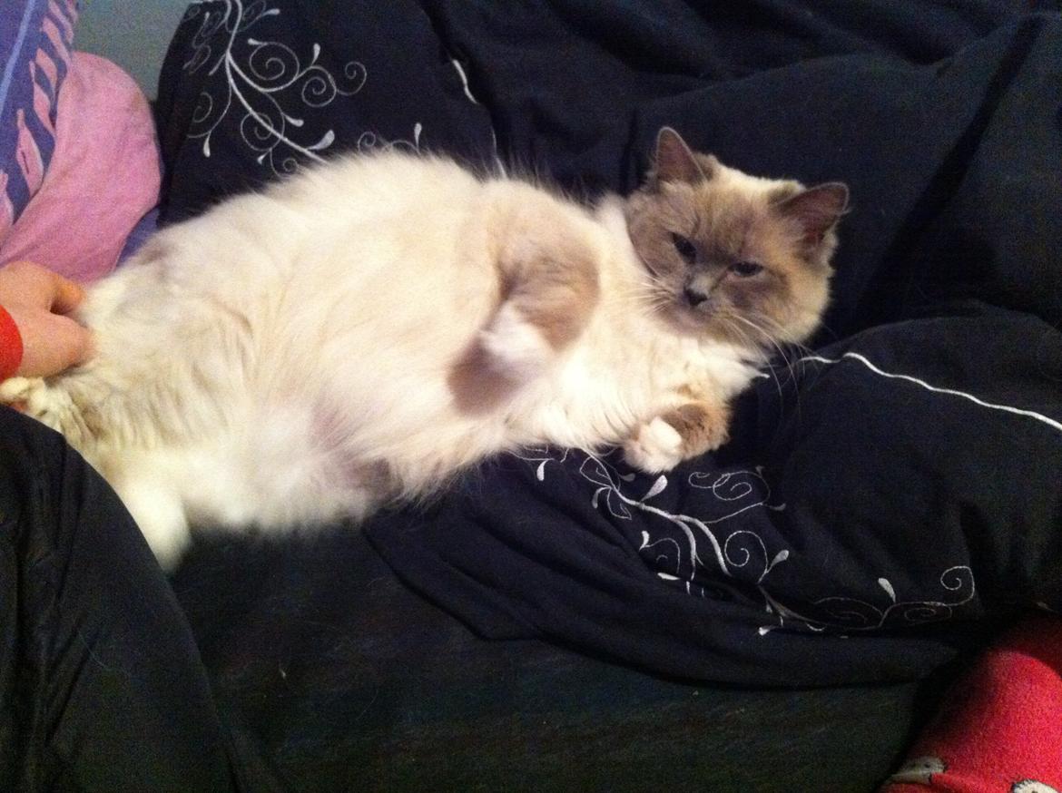 Ragdoll Merle billede 15