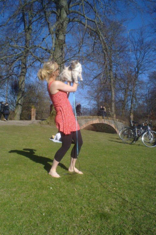 Ragdoll Merle billede 16