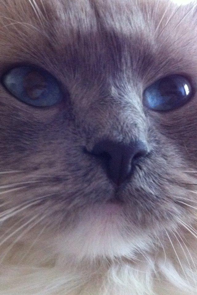 Ragdoll Merle billede 17