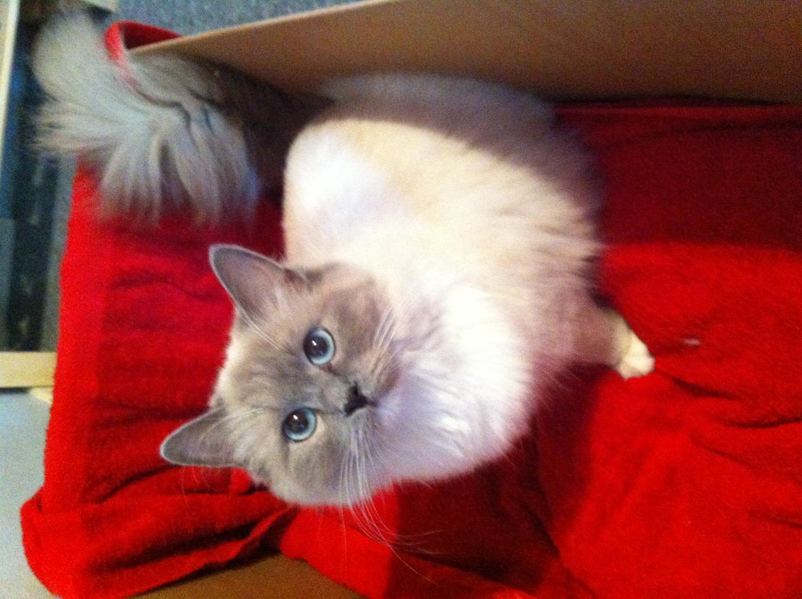 Ragdoll Merle billede 18