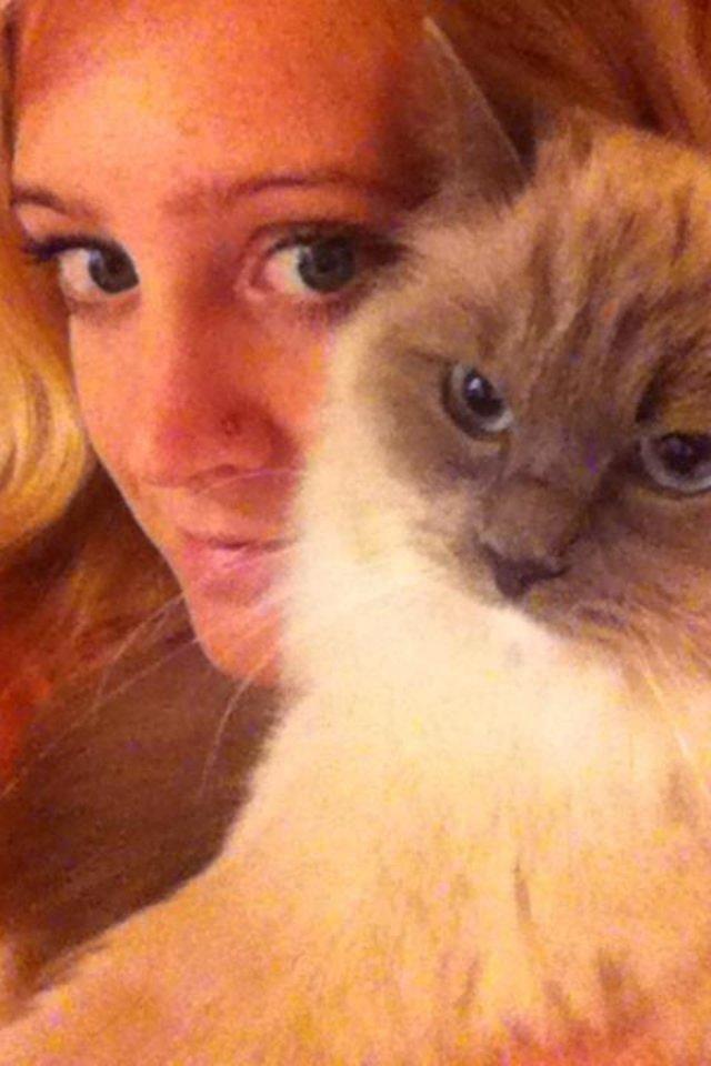 Ragdoll Merle billede 19